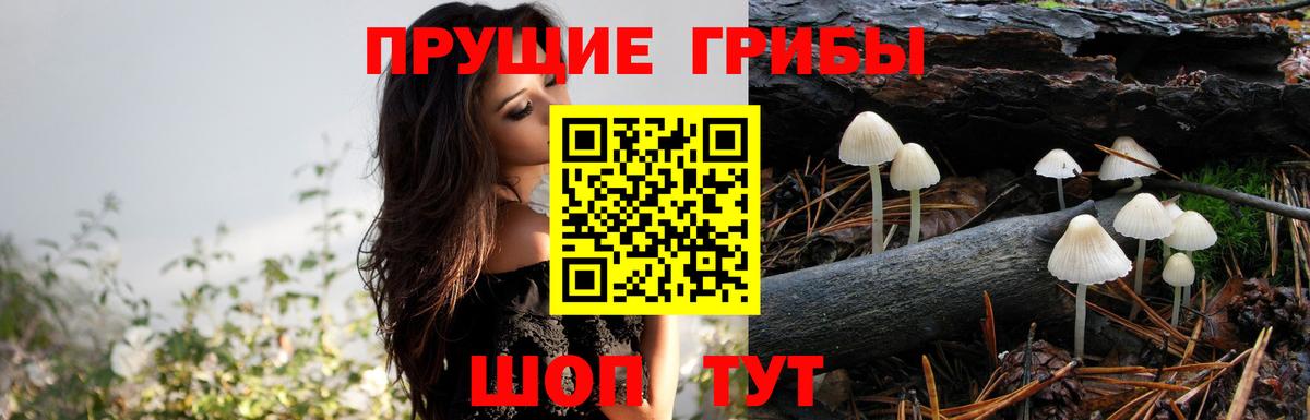 Галлюциногенные грибы MAGIC MUSHROOMS Кингисепп